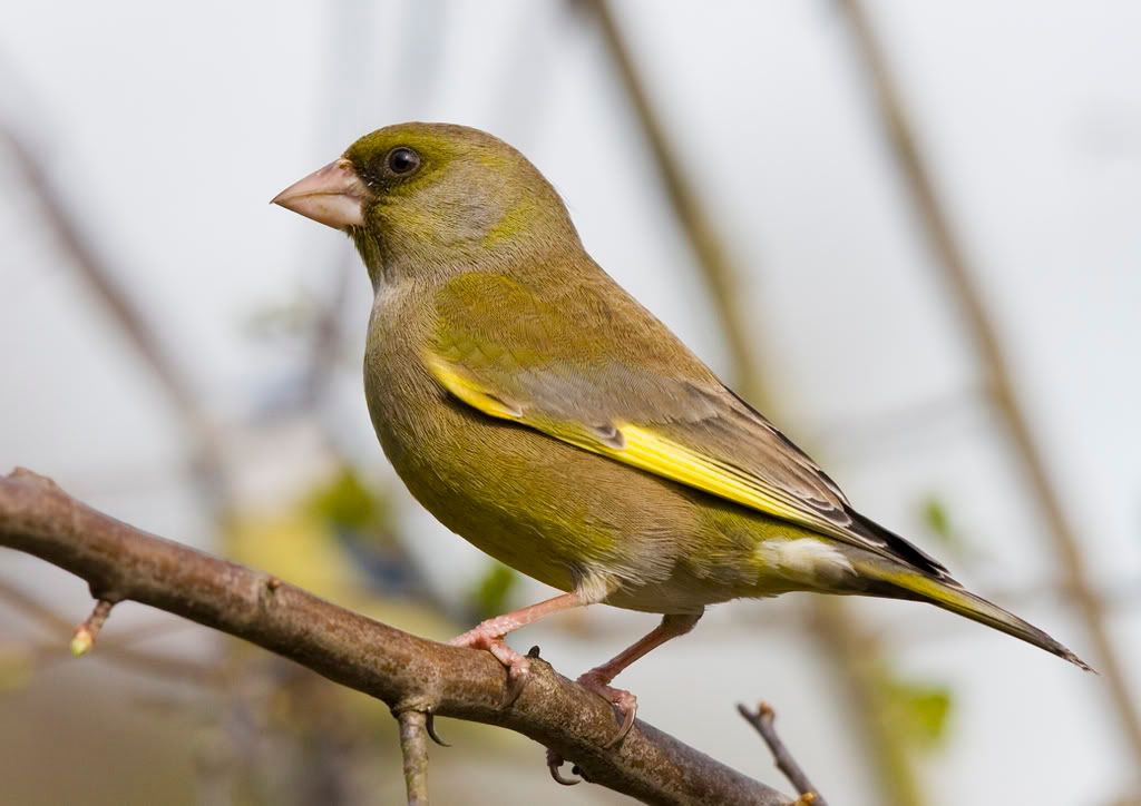 Green Finch Photo by 20Brereton Photobucket